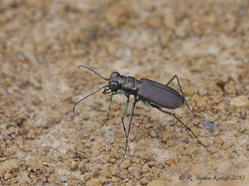 Cicindela rufiventris